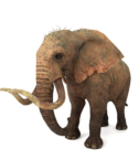 Elephtant