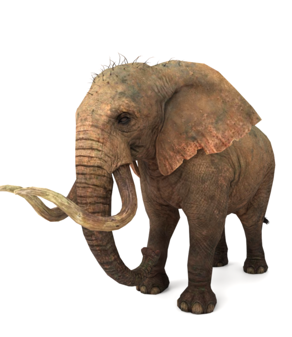 Elephtant