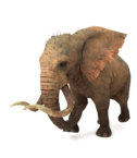 Elephtant 1