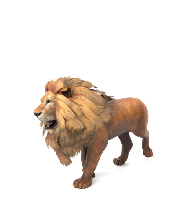 Lion 1